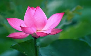 Bao giờ mới ngừng phá thai